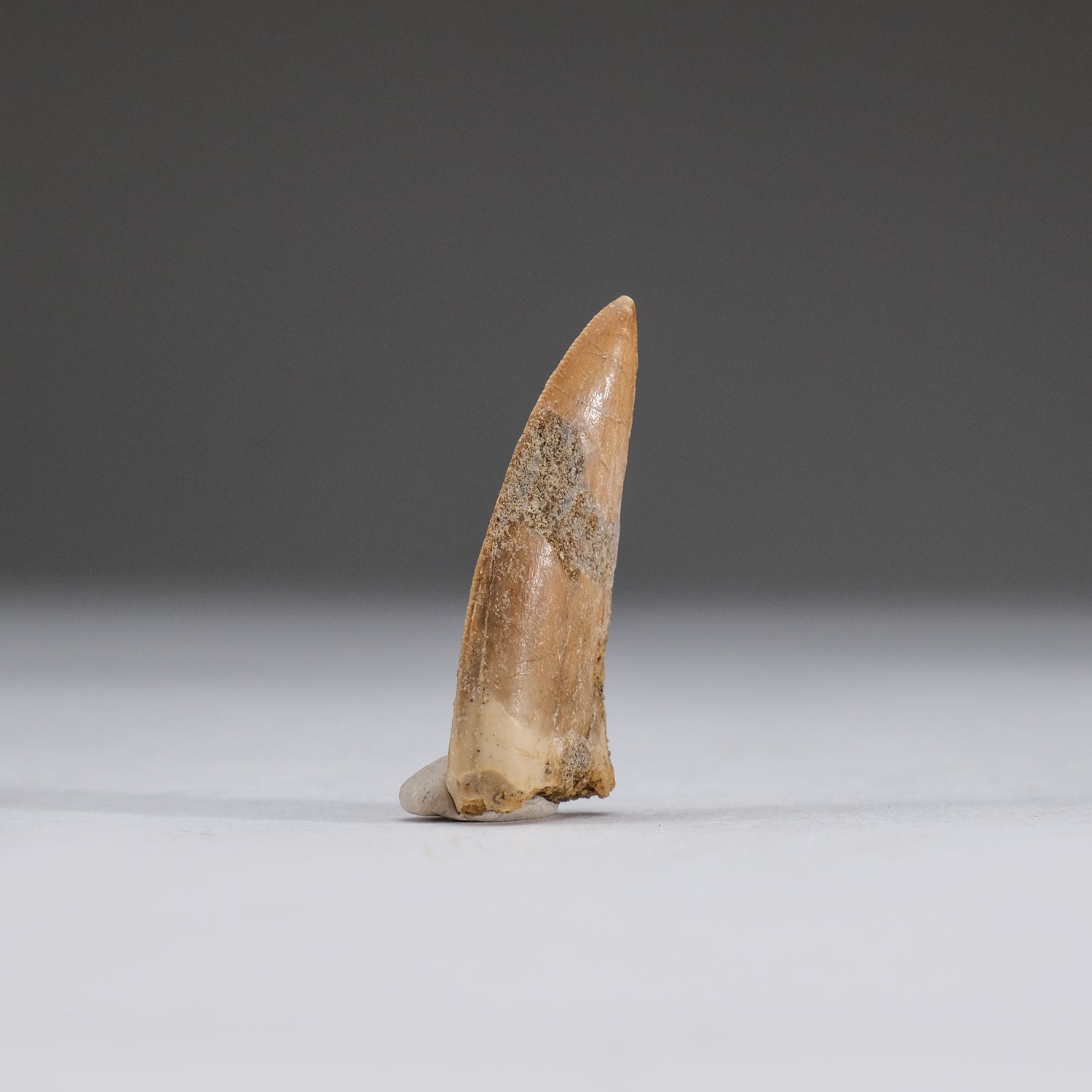 Genuine Carcharodontosaurus Tooth in Display Box (5.3 grams)