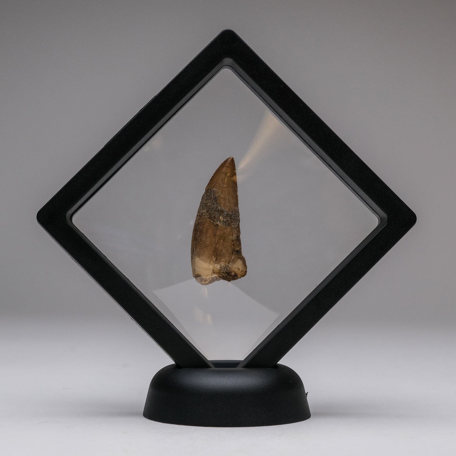 Genuine Carcharodontosaurus Tooth in Display Box (5.3 grams)