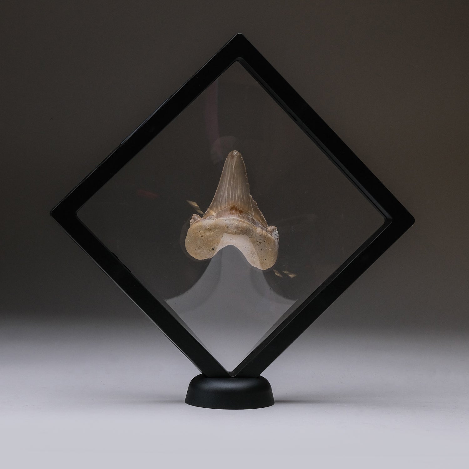 Genuine Pre Historic Shark Tooth in Display Box (54.3 grams)