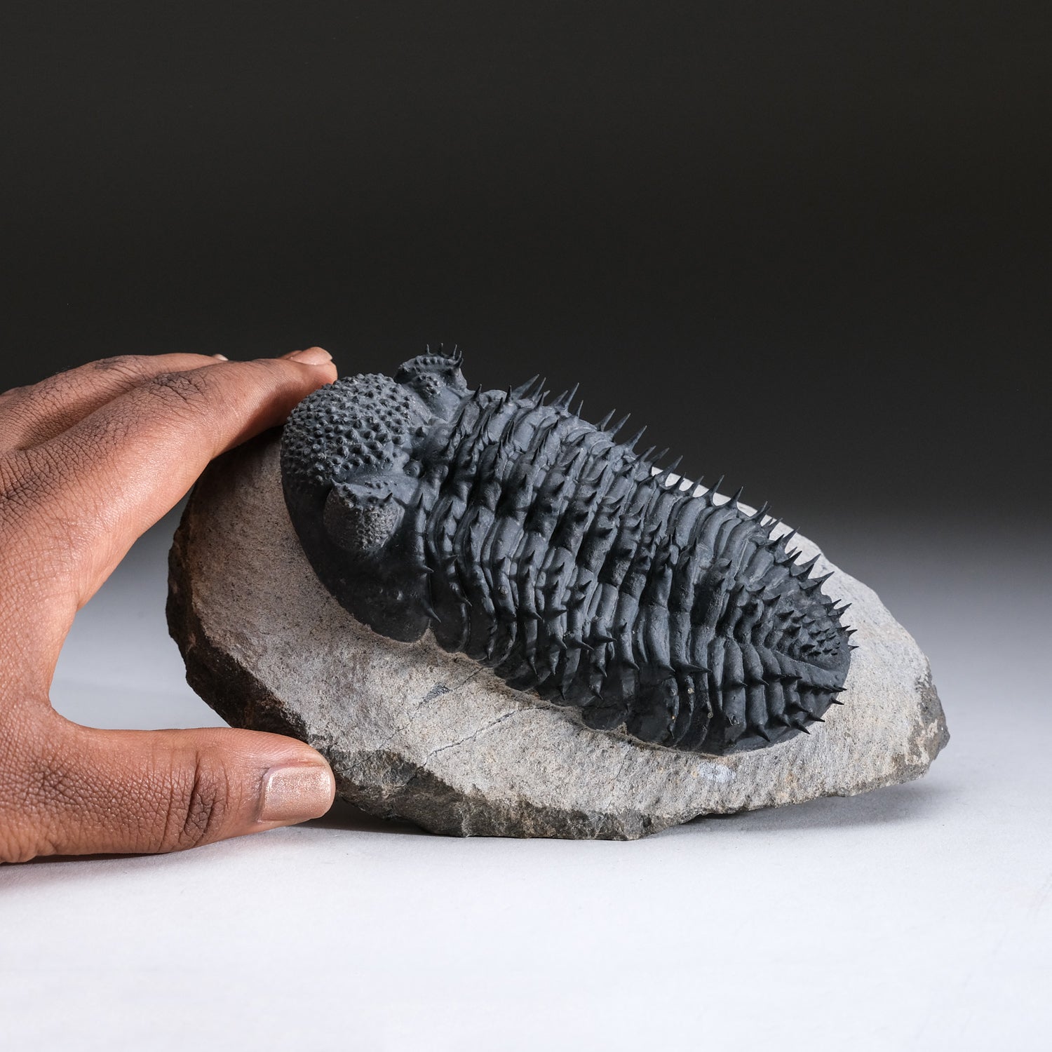 Spiny Drotops Armatus Trilobite From Morocco