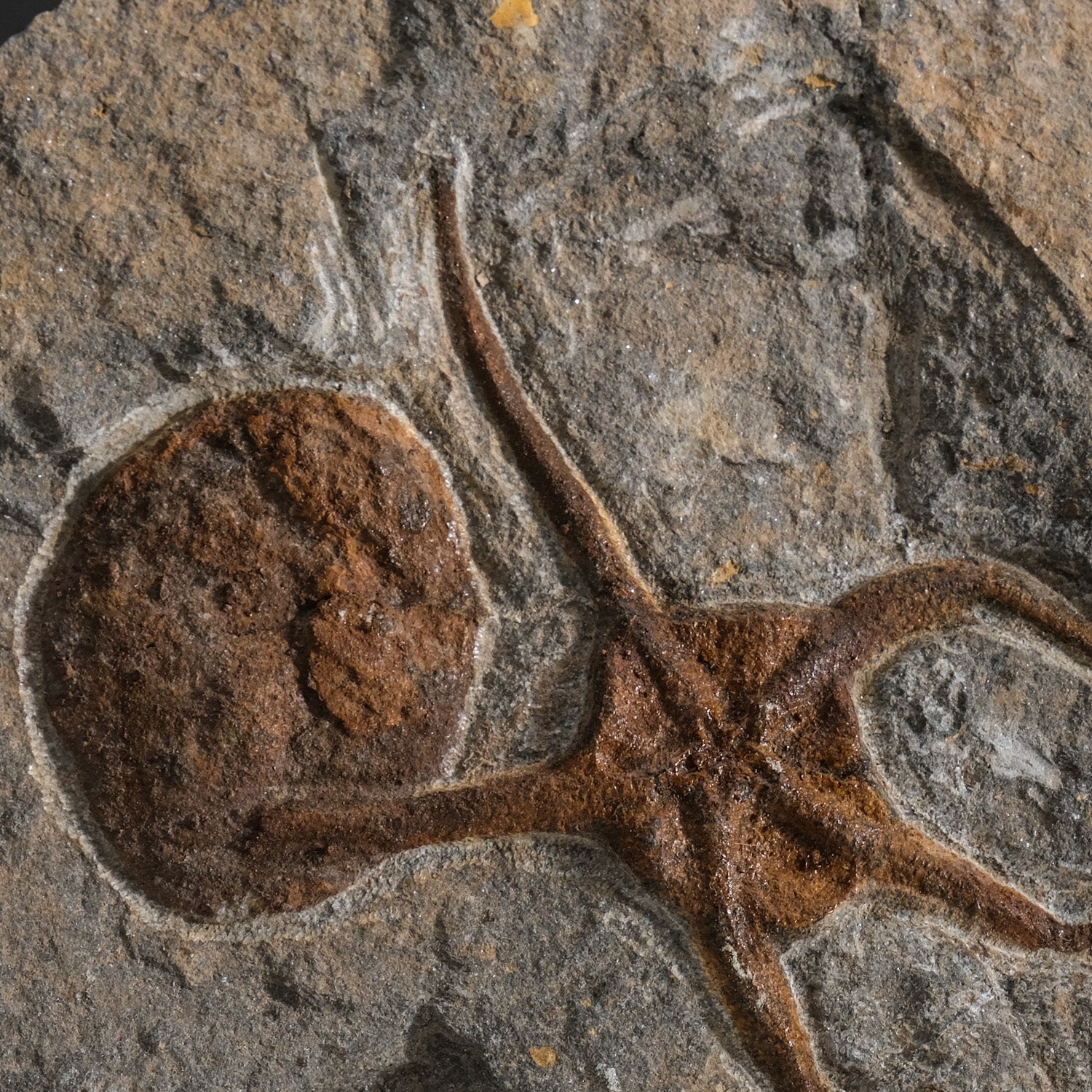 Ophiuroidea Brittle Star Fossil (1.2 lbs)
