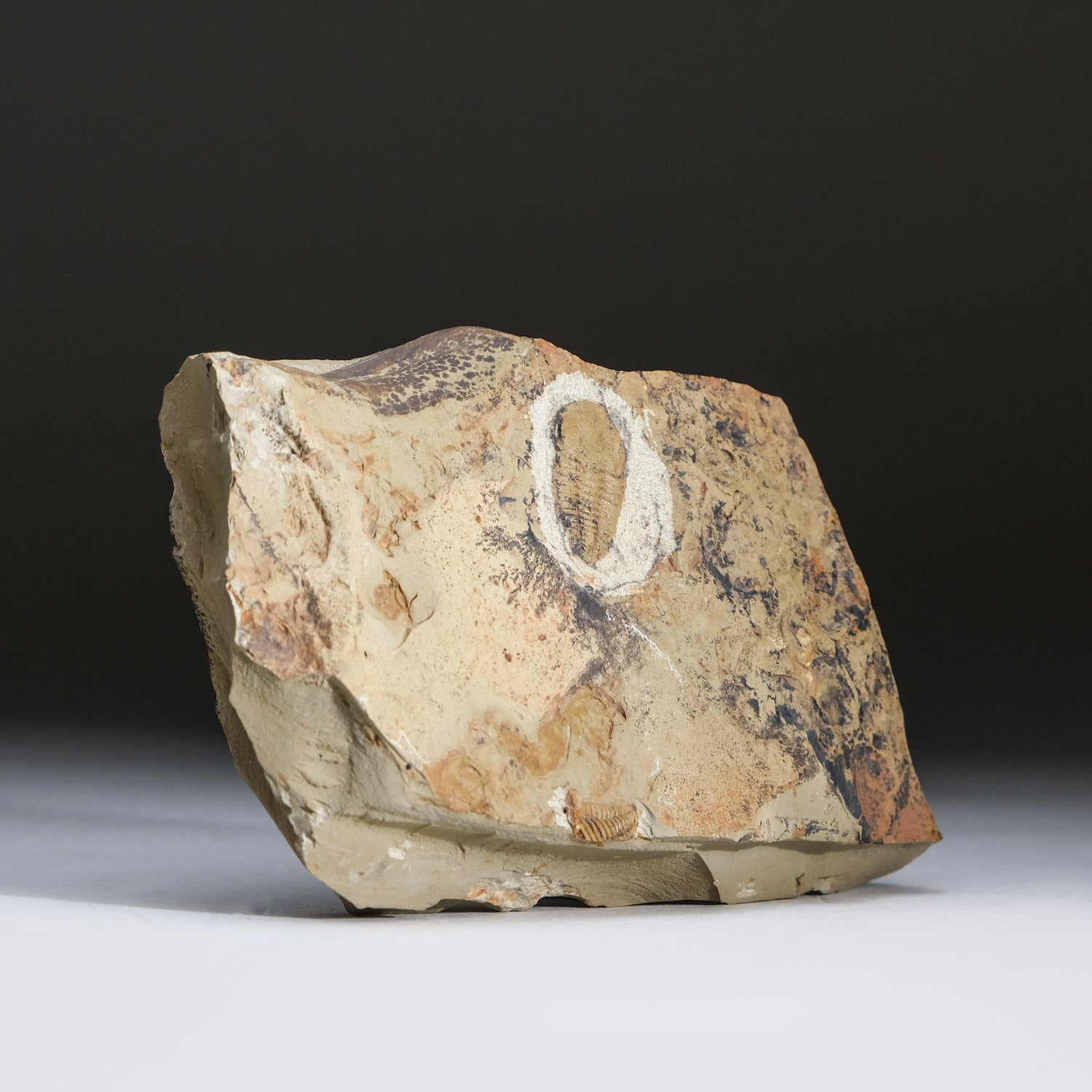 Genuine Trilobite (Ptychopariida) fossil on Matrix with acrylic display stand (1 lb)