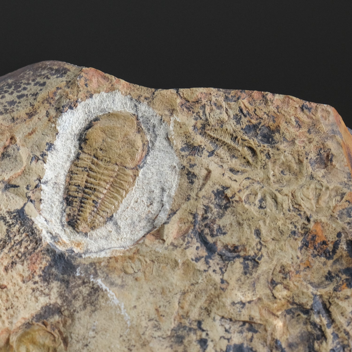 Genuine Trilobite (Ptychopariida) fossil on Matrix with acrylic display stand (1 lb)