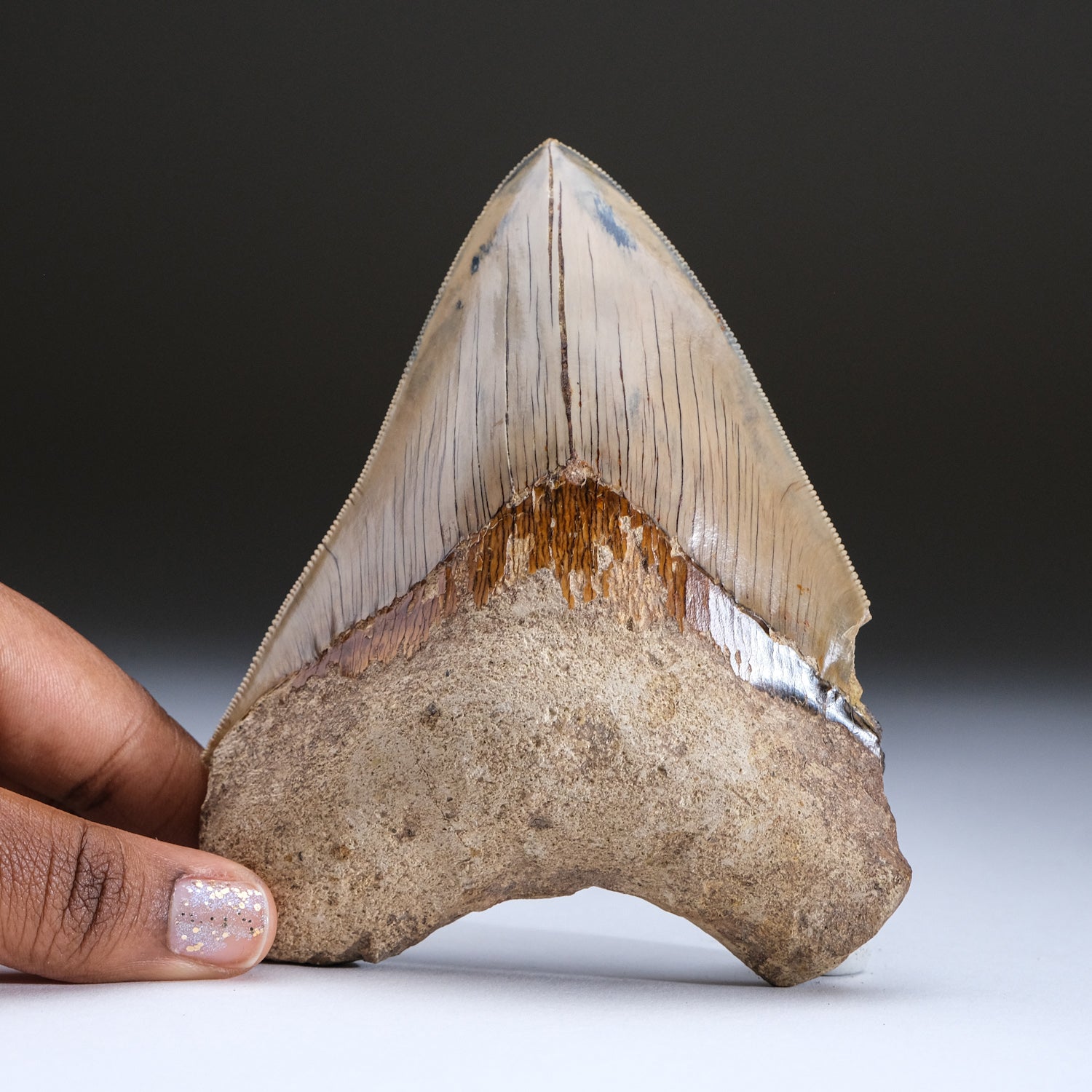 Large 5" Genuine Serrated Megalodon Shark Tooth from Indonesia in Display Box (263 grams)