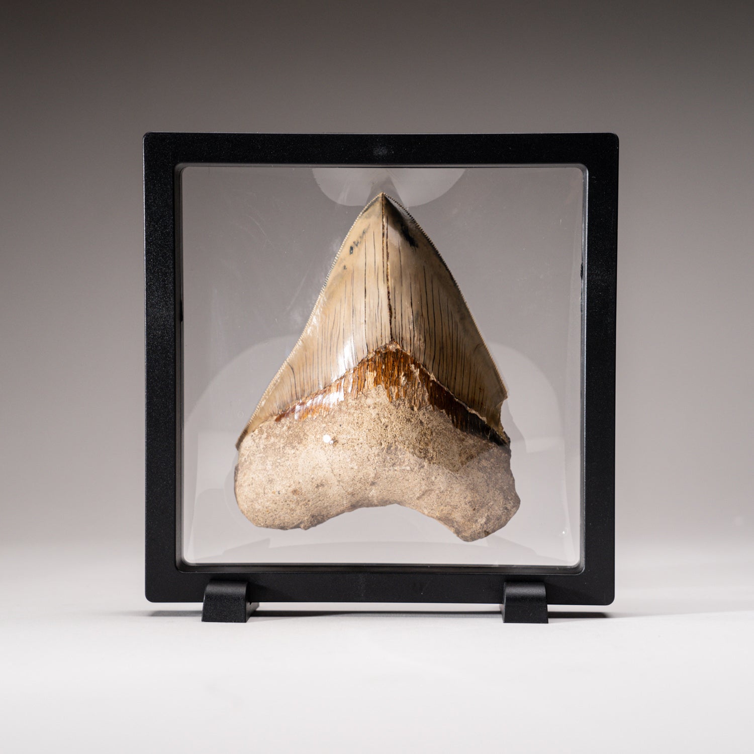 Large 5" Genuine Serrated Megalodon Shark Tooth from Indonesia in Display Box (263 grams)