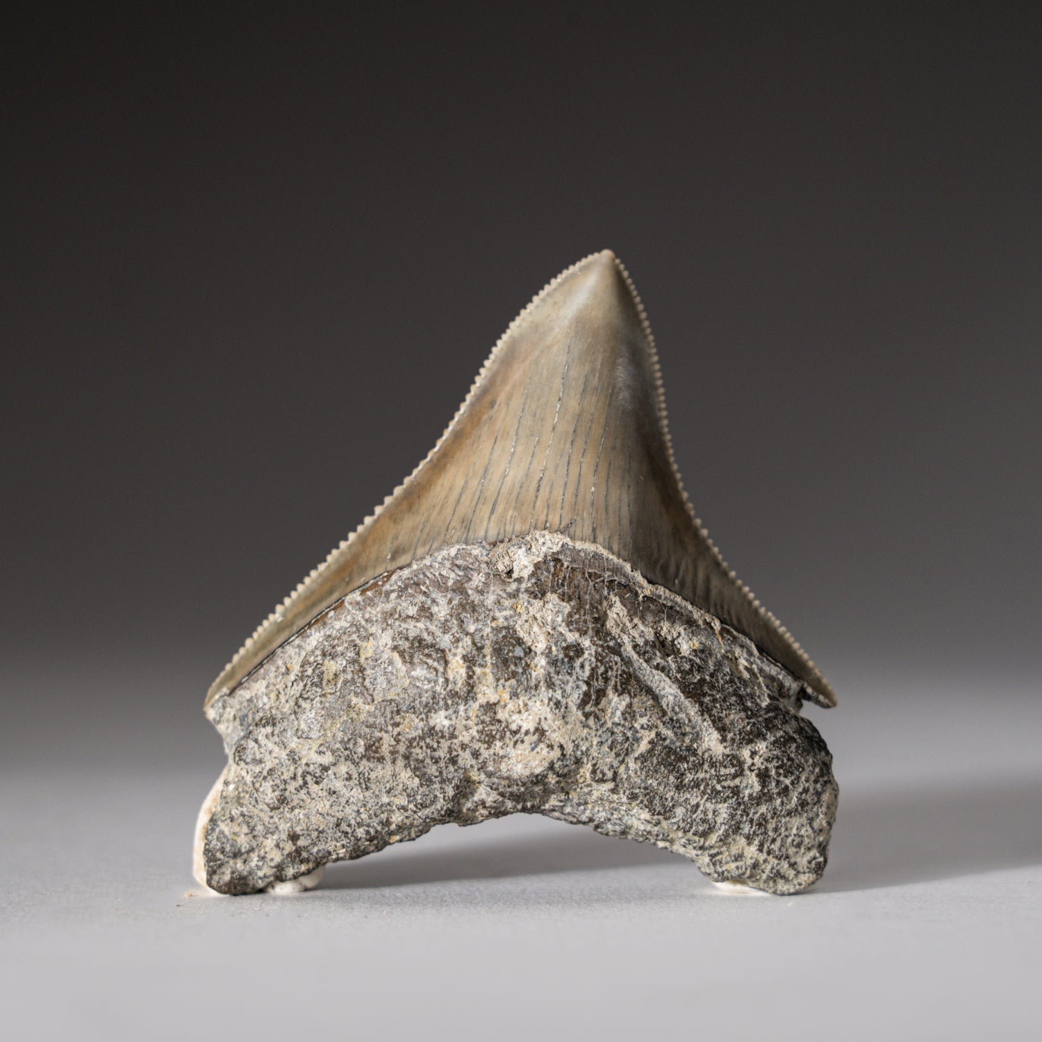 Genuine Serrated Megalodon Shark Tooth from Indonesia in Display Box ( —  Astro Gallery of Gems
