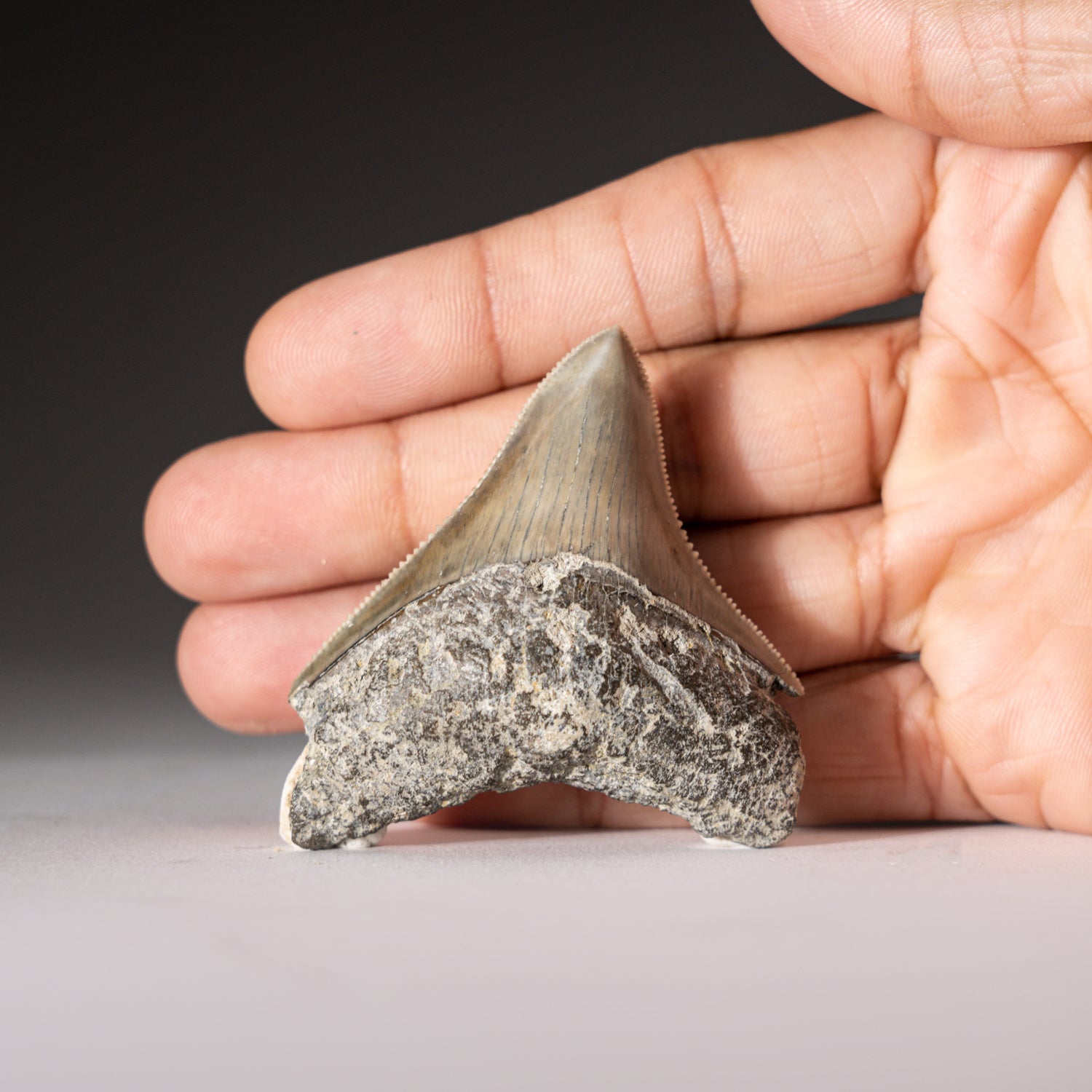 Genuine Serrated Megalodon Shark Tooth from Indonesia in Display Box (30.5 grams)