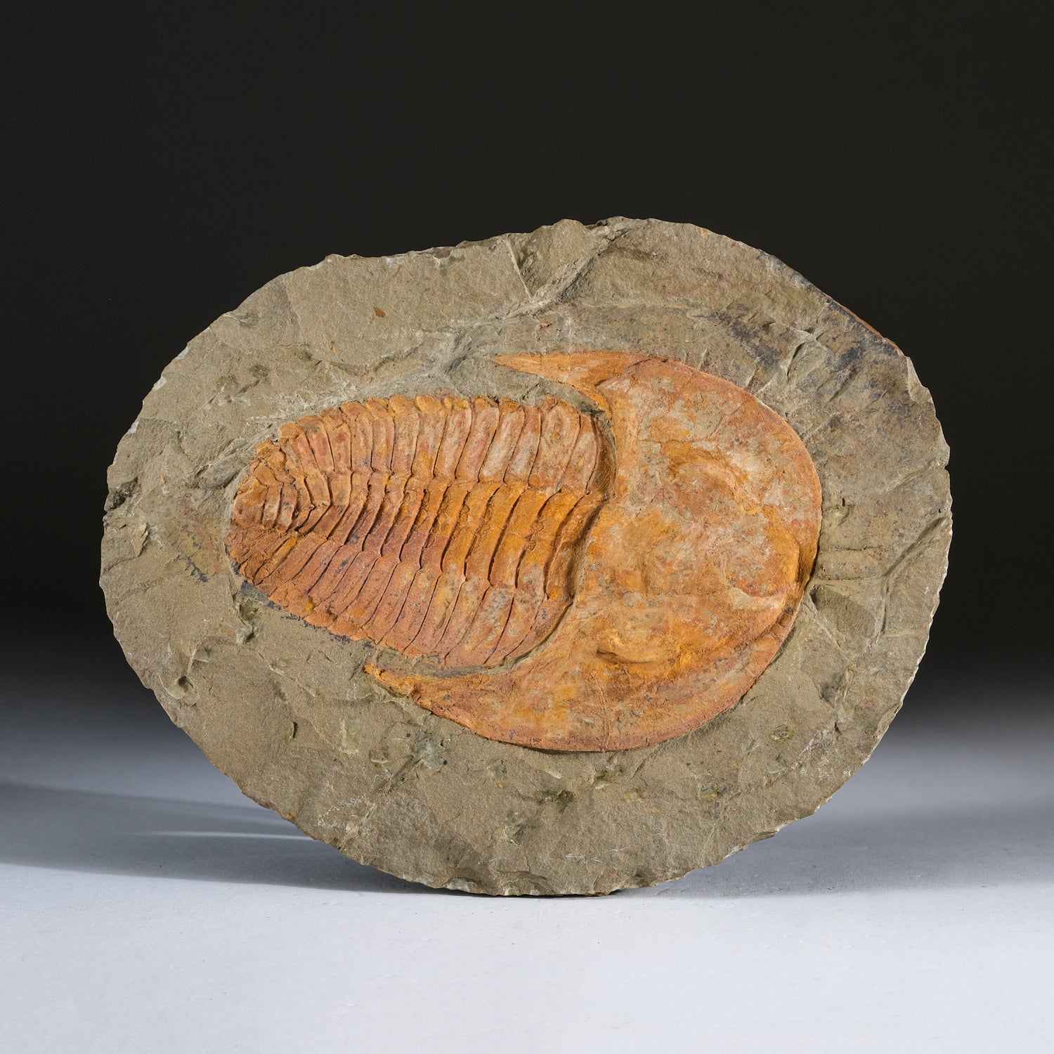 Genuine Trilobite (Ptychopariida) fossil on Matrix with acrylic display stand (2.2 lbs)