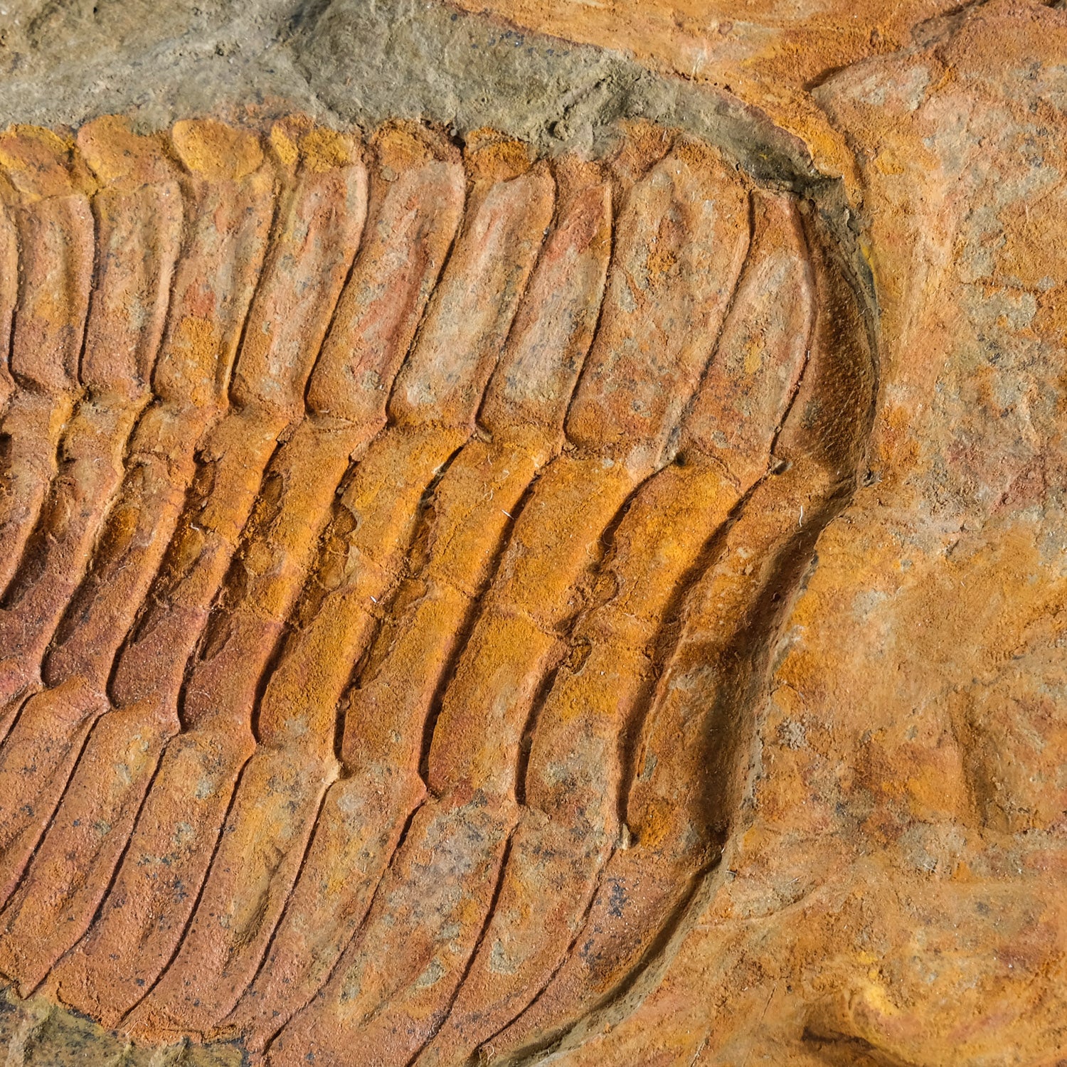 Genuine Trilobite (Ptychopariida) fossil on Matrix with acrylic display stand (2.2 lbs)