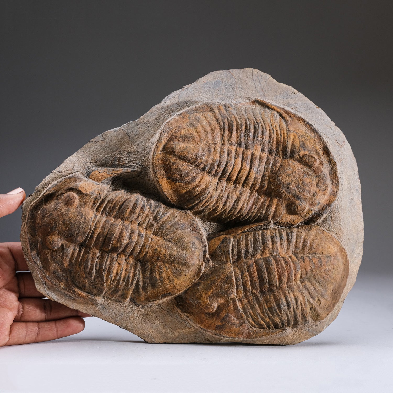 Genuine Trilobite (Ptychopariida) fossil on Matrix with acrylic display stand (6.2 lbs)