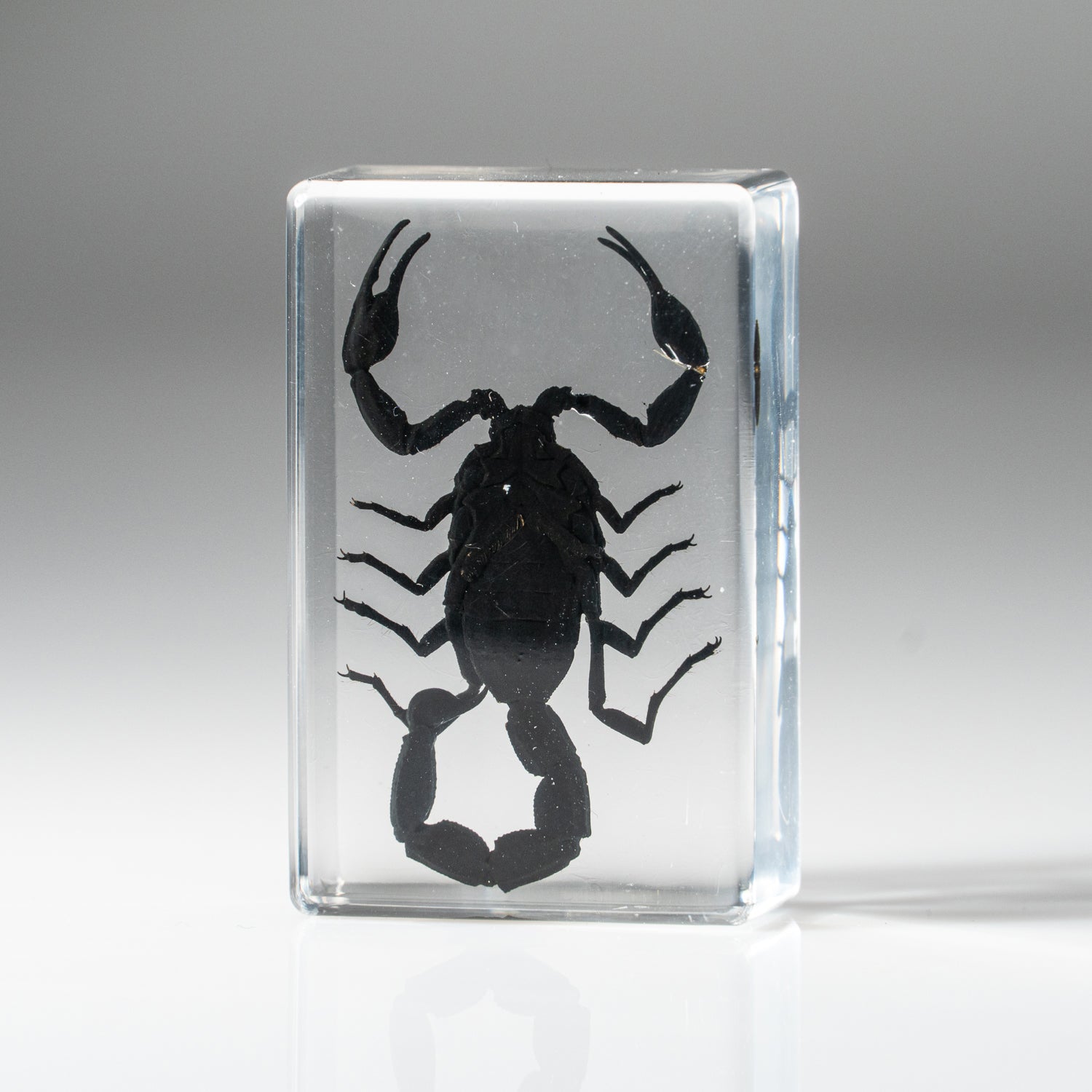 Genuine Single Small Black Scorpion in Lucite