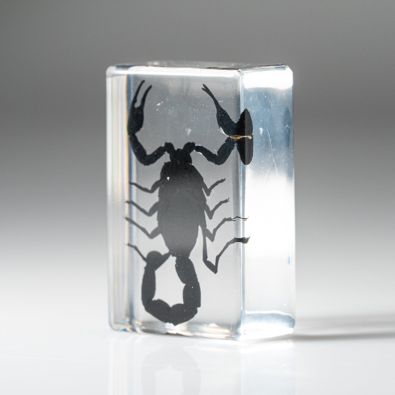 Genuine Single Small Black Scorpion in Lucite