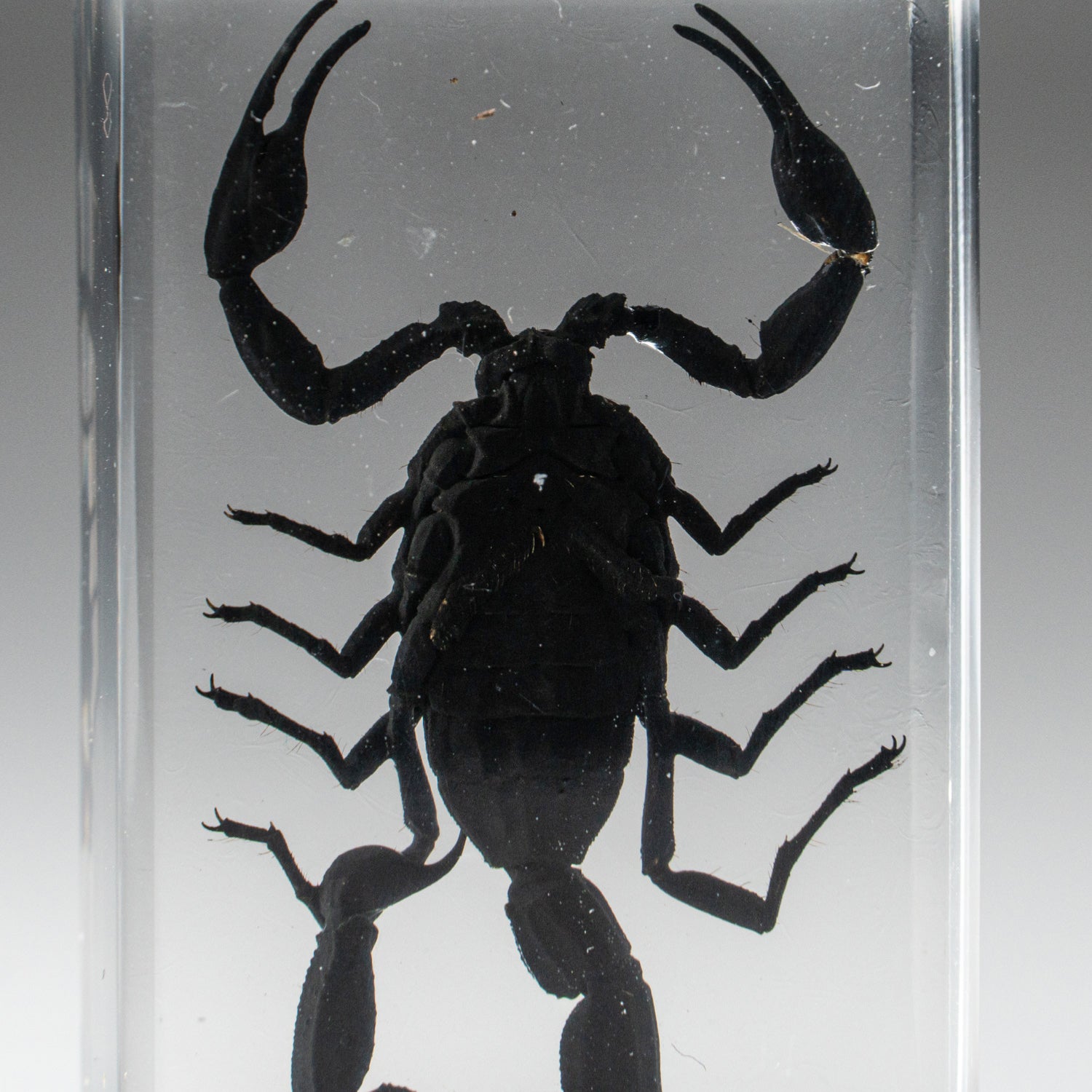 Genuine Single Small Black Scorpion in Lucite