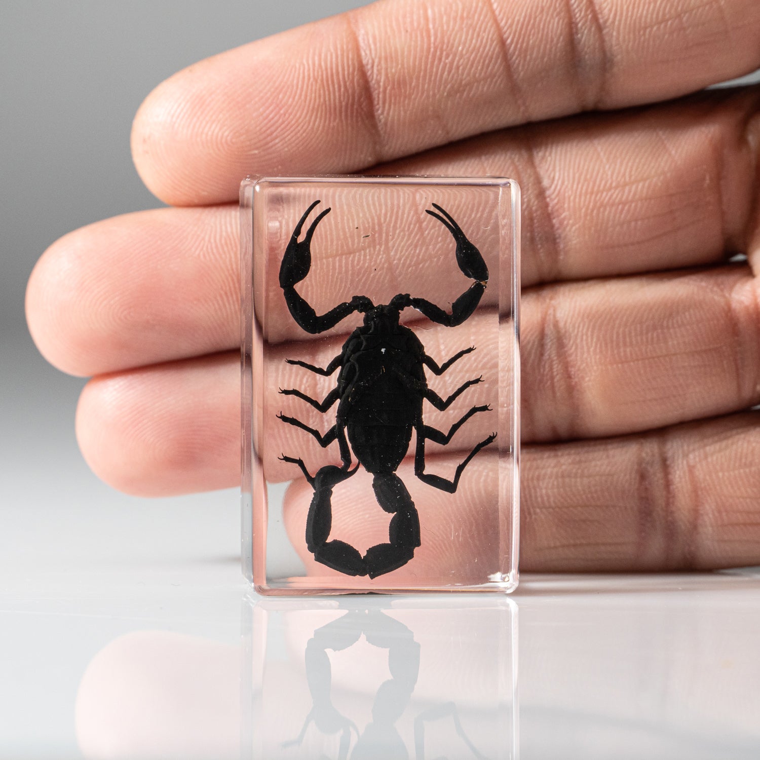 Genuine Single Small Black Scorpion in Lucite