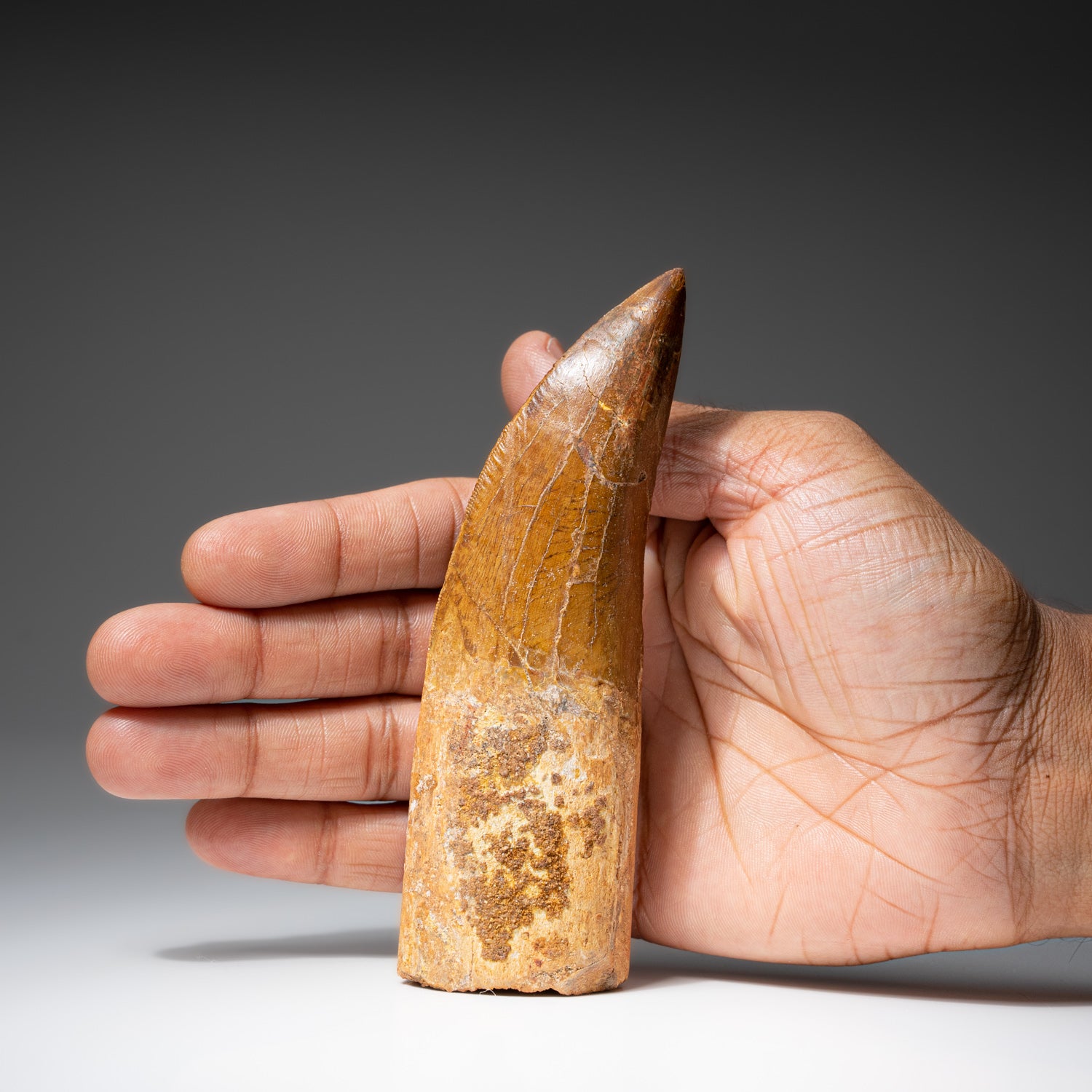 Genuine Large Carcharodontosaurus Tooth in Display Box (109 grams)
