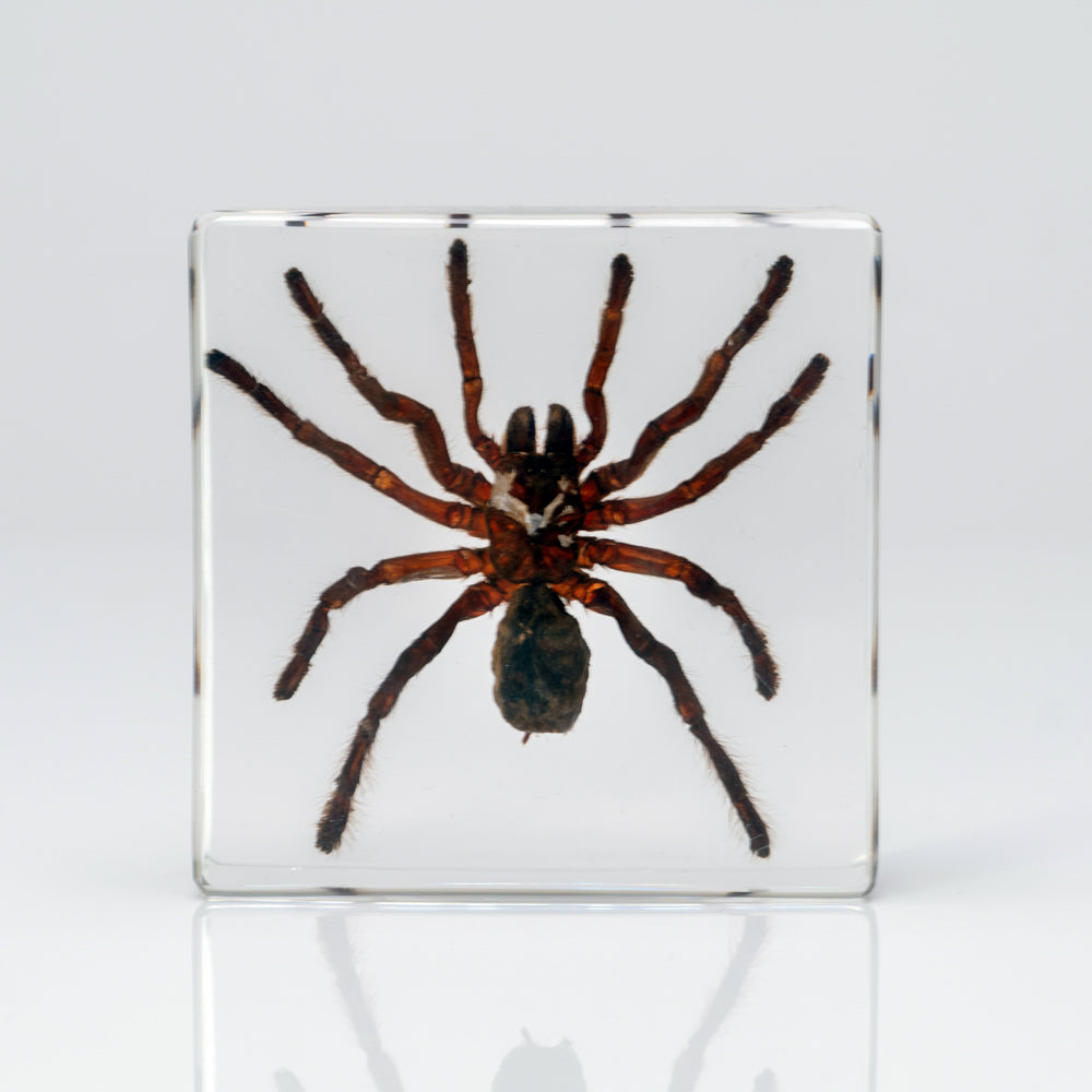 Genuine Male Tarantula in square lucite