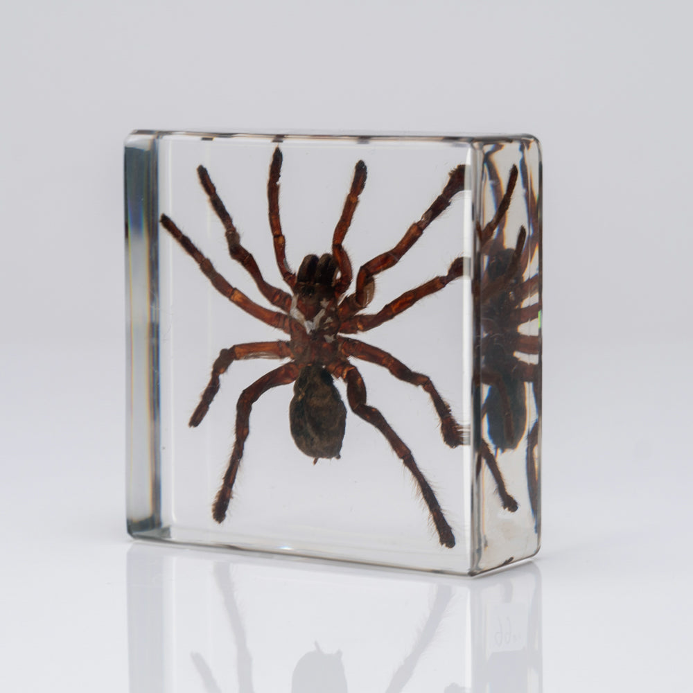 Genuine Male Tarantula in square lucite