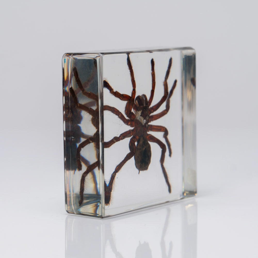 Genuine Male Tarantula in square lucite