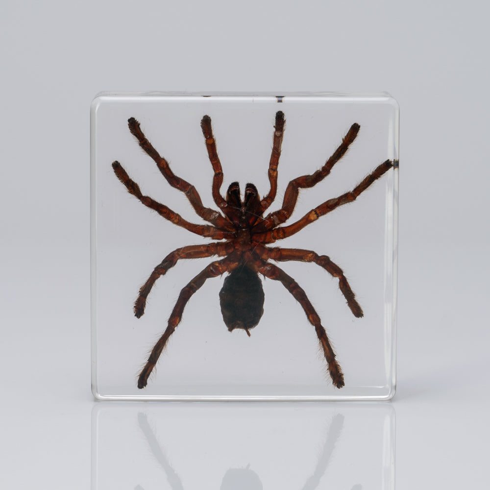 Genuine Male Tarantula in square lucite