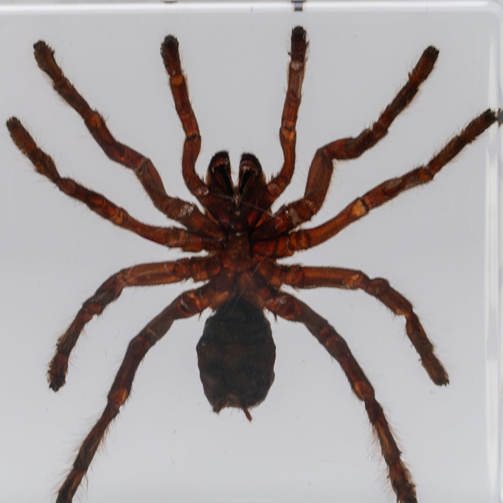 Genuine Male Tarantula in square lucite