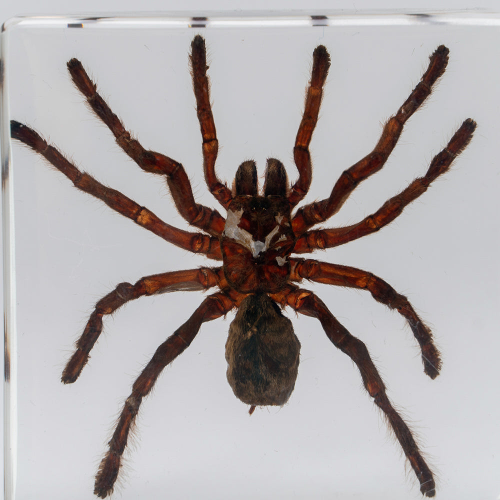 Genuine Male Tarantula in square lucite