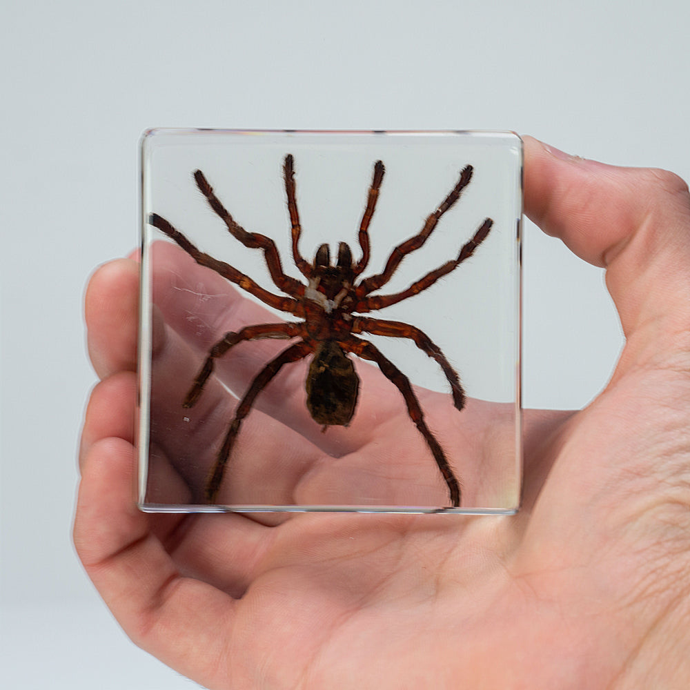 Genuine Male Tarantula in square lucite