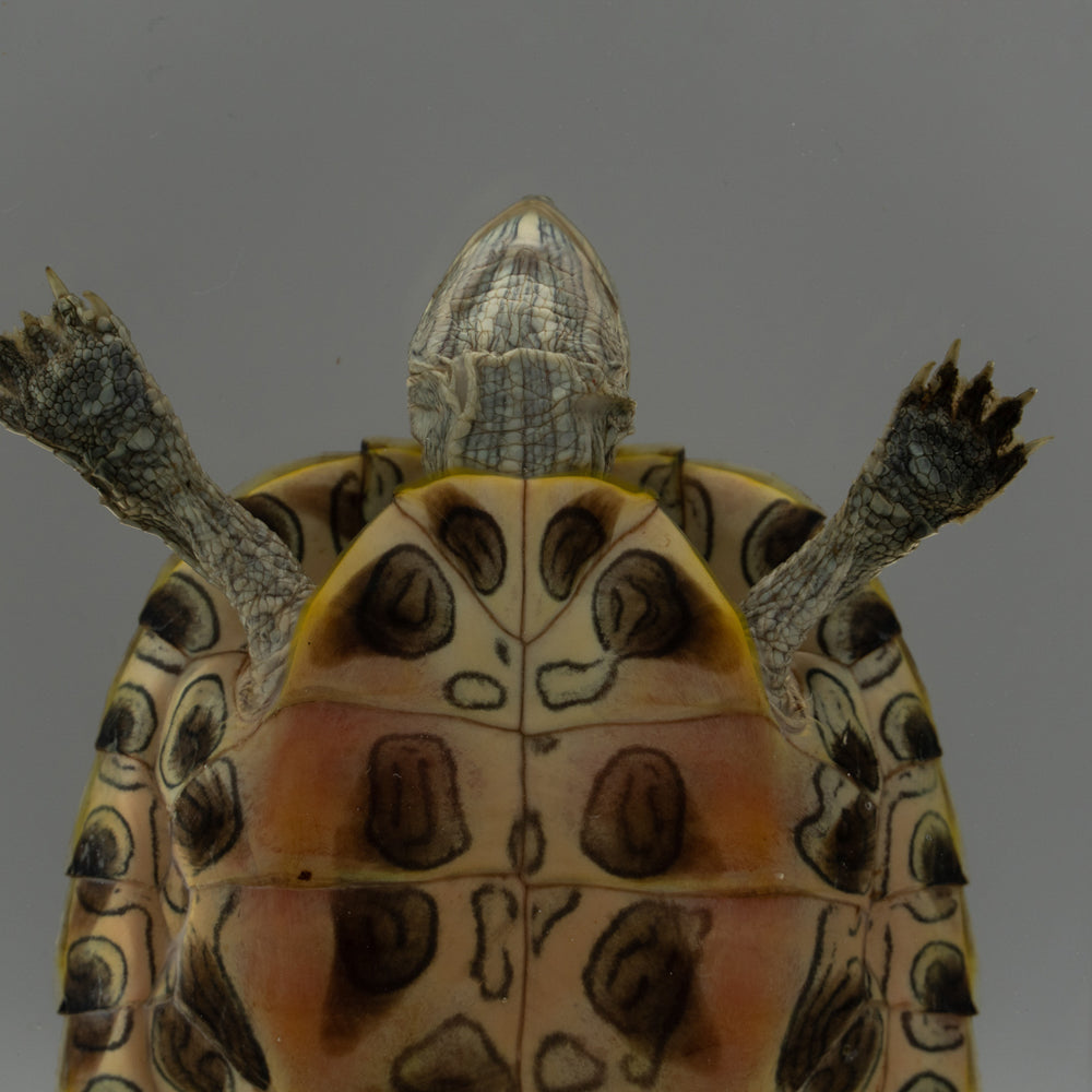 Red-Earred Slider Turtle in Lucite