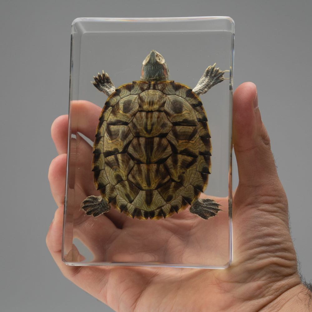 Red-Earred Slider Turtle in Lucite