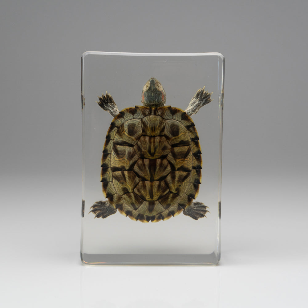Red-Earred Slider Turtle in Lucite