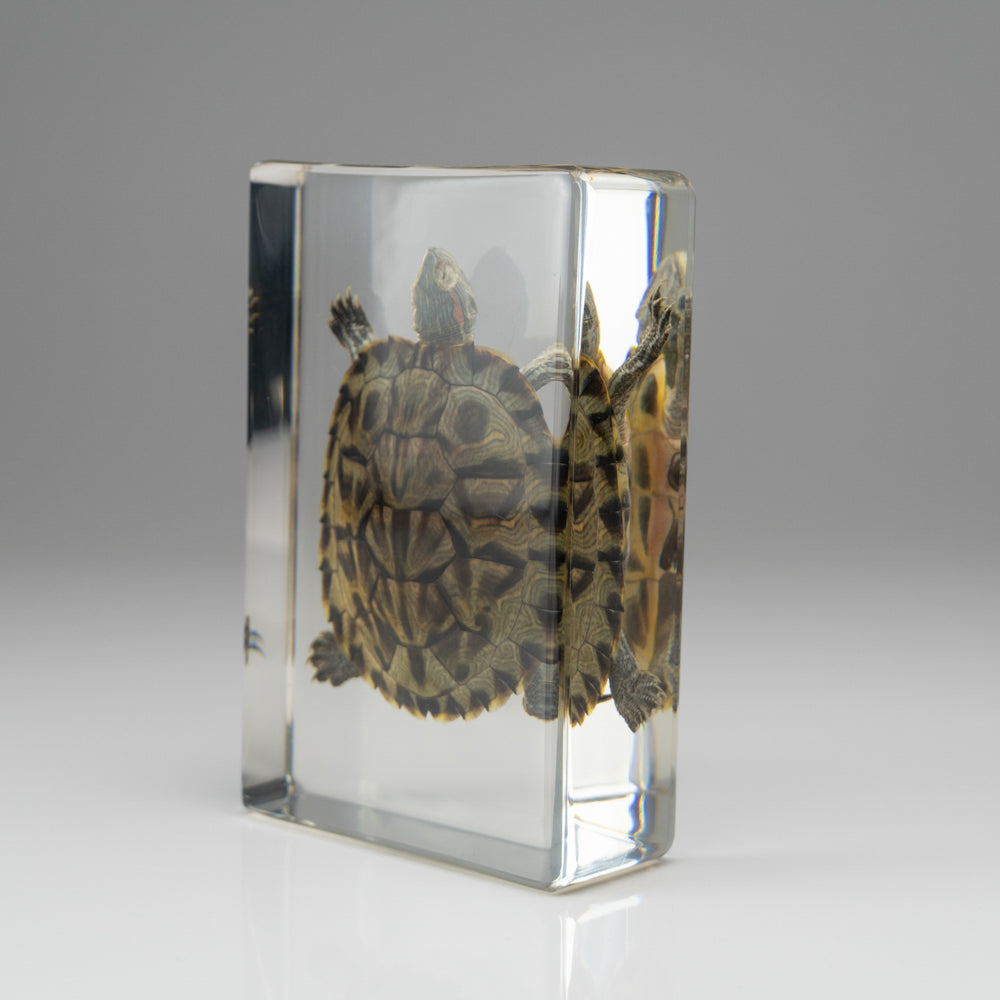 Red-Earred Slider Turtle in Lucite