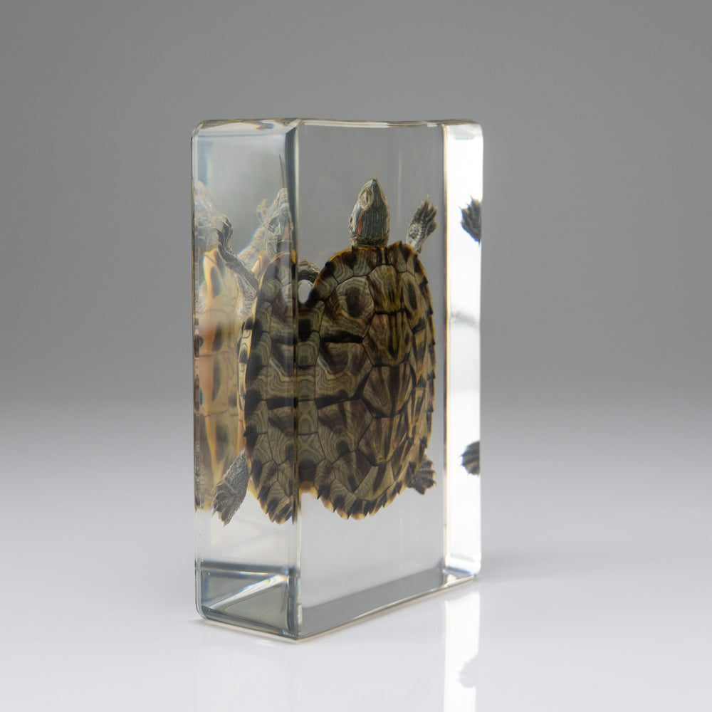 Red-Earred Slider Turtle in Lucite