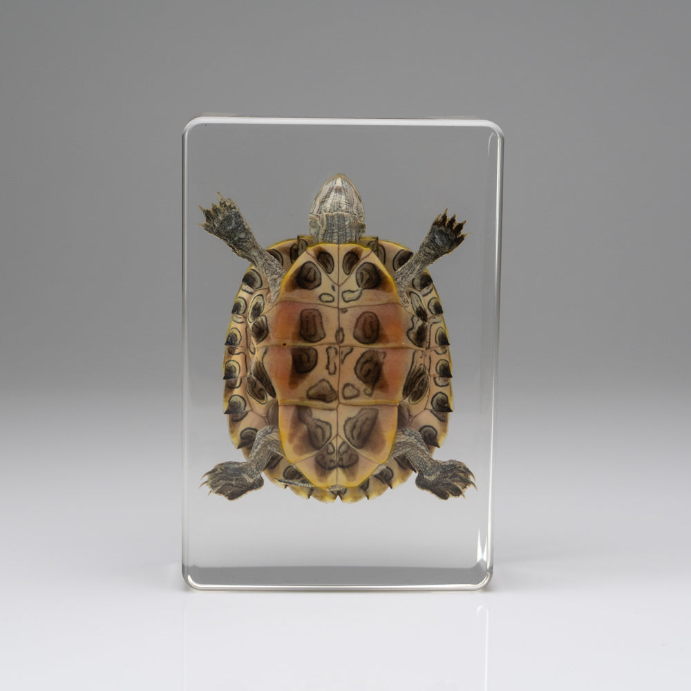 Red-Earred Slider Turtle in Lucite
