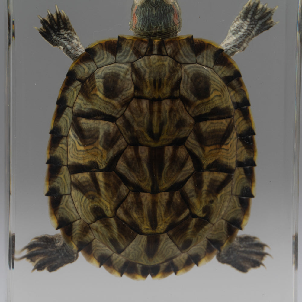 Red-Earred Slider Turtle in Lucite