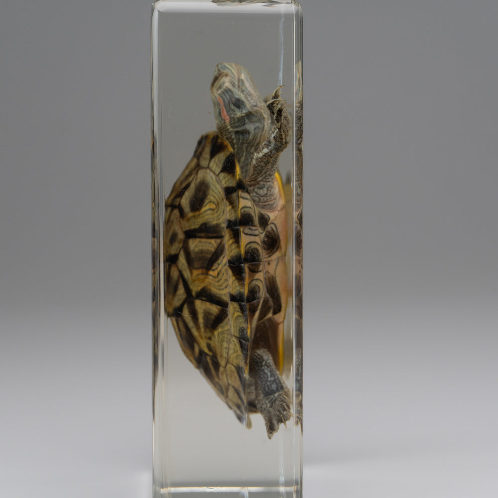 Red-Earred Slider Turtle in Lucite