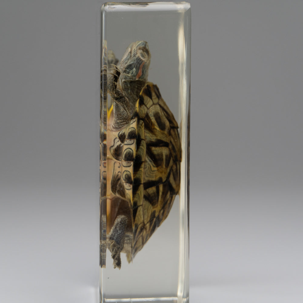Red-Earred Slider Turtle in Lucite