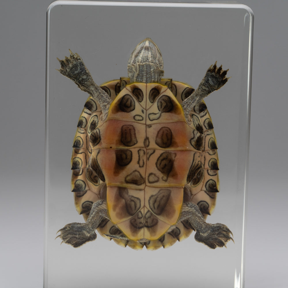 Red-Earred Slider Turtle in Lucite