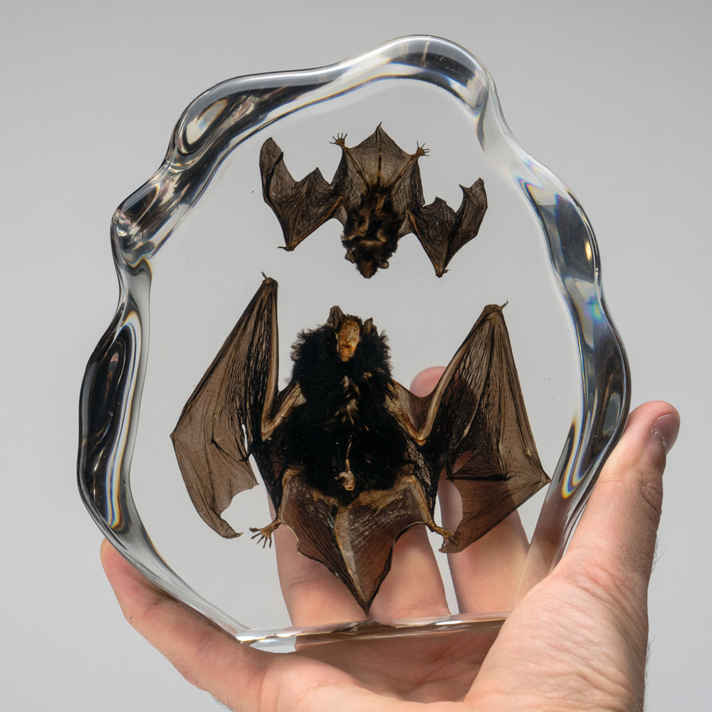 Two Brown Bats in lucite