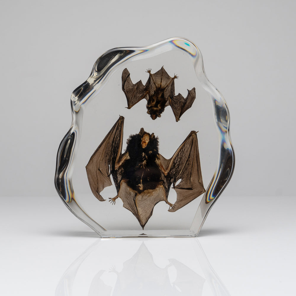 Two Brown Bats in lucite