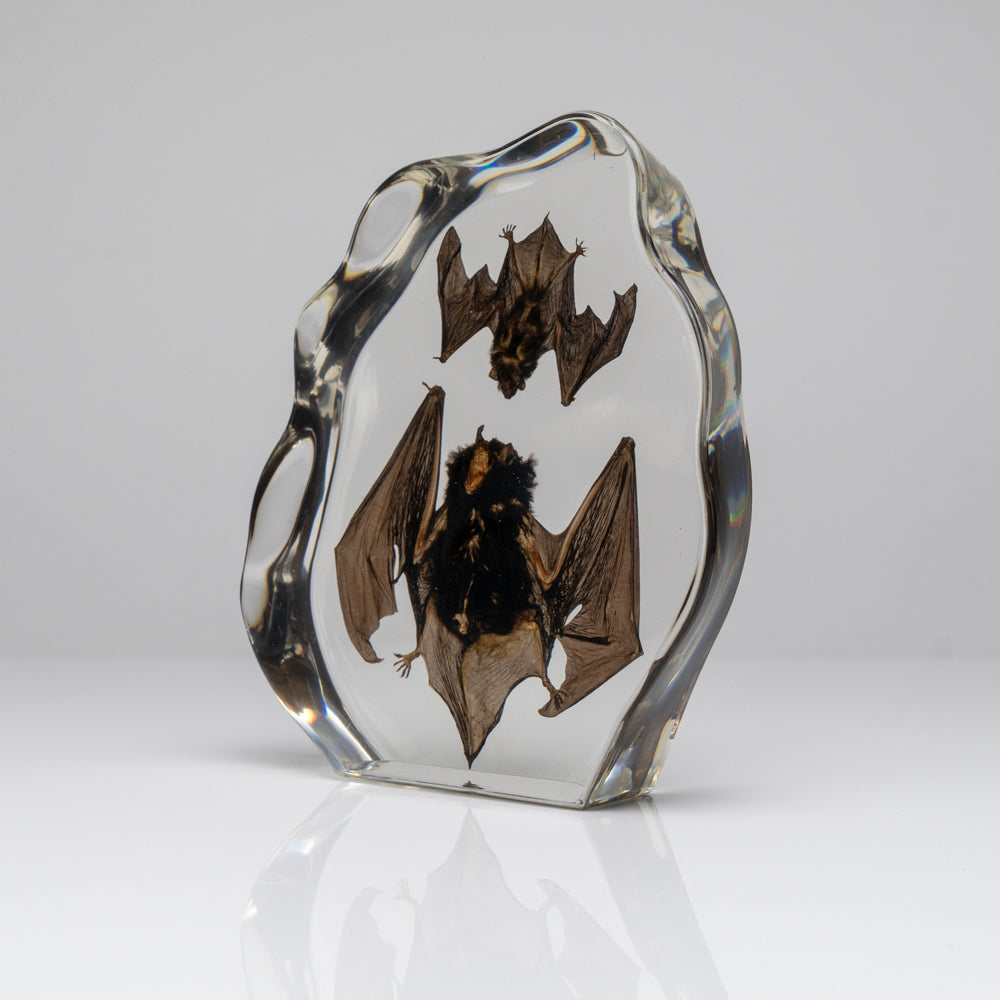 Two Brown Bats in lucite