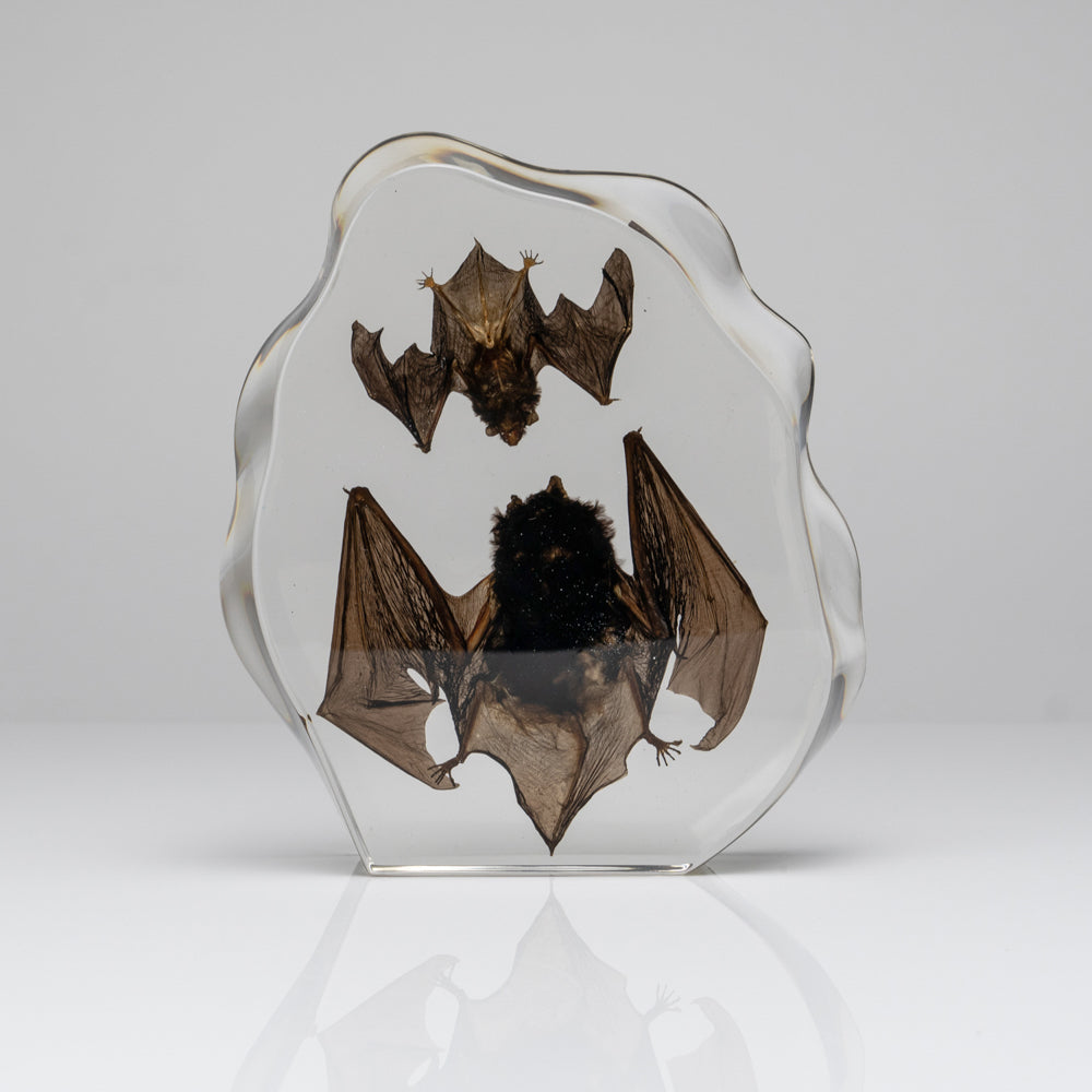 Two Brown Bats in lucite