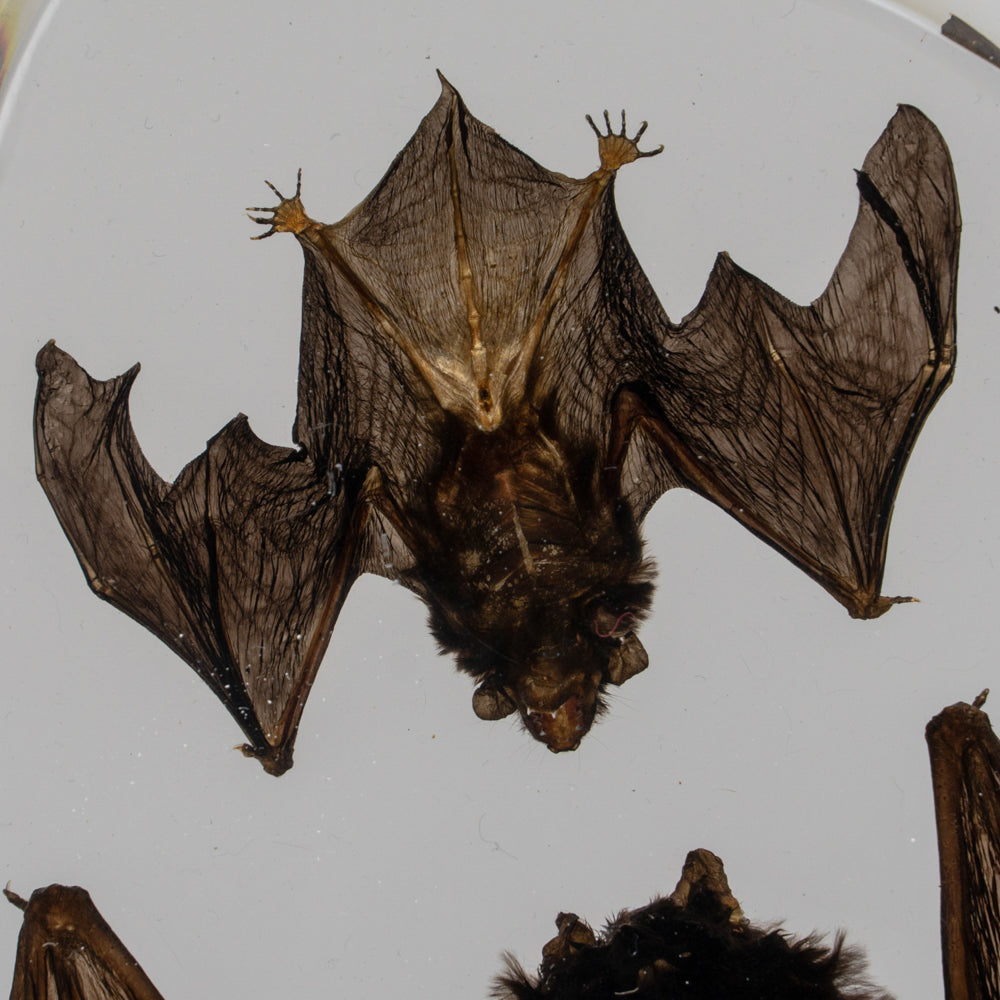 Two Brown Bats in lucite