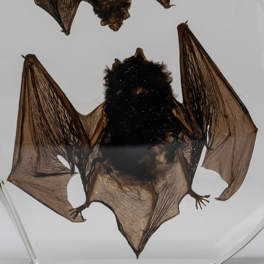 Two Brown Bats in lucite