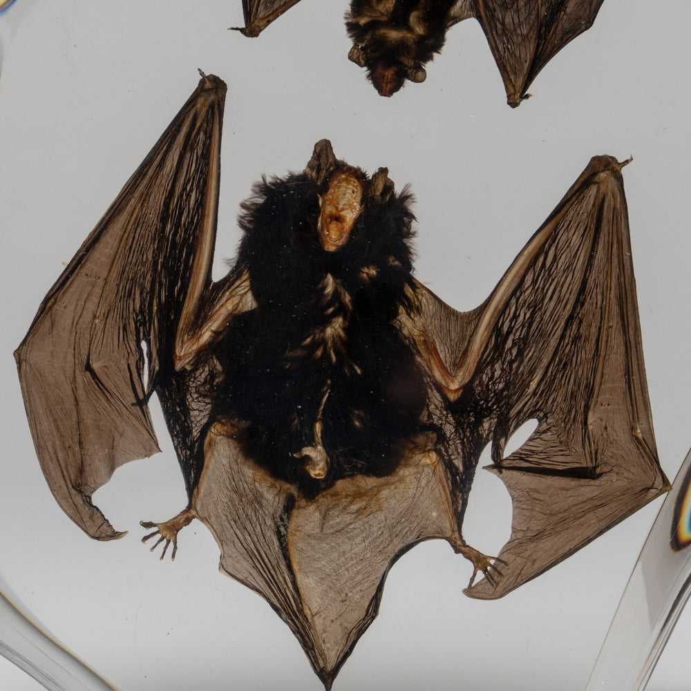 Two Brown Bats in lucite