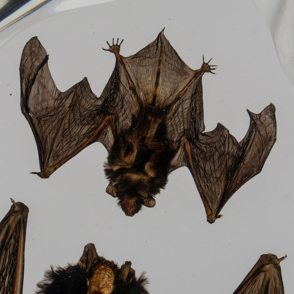 Two Brown Bats in lucite