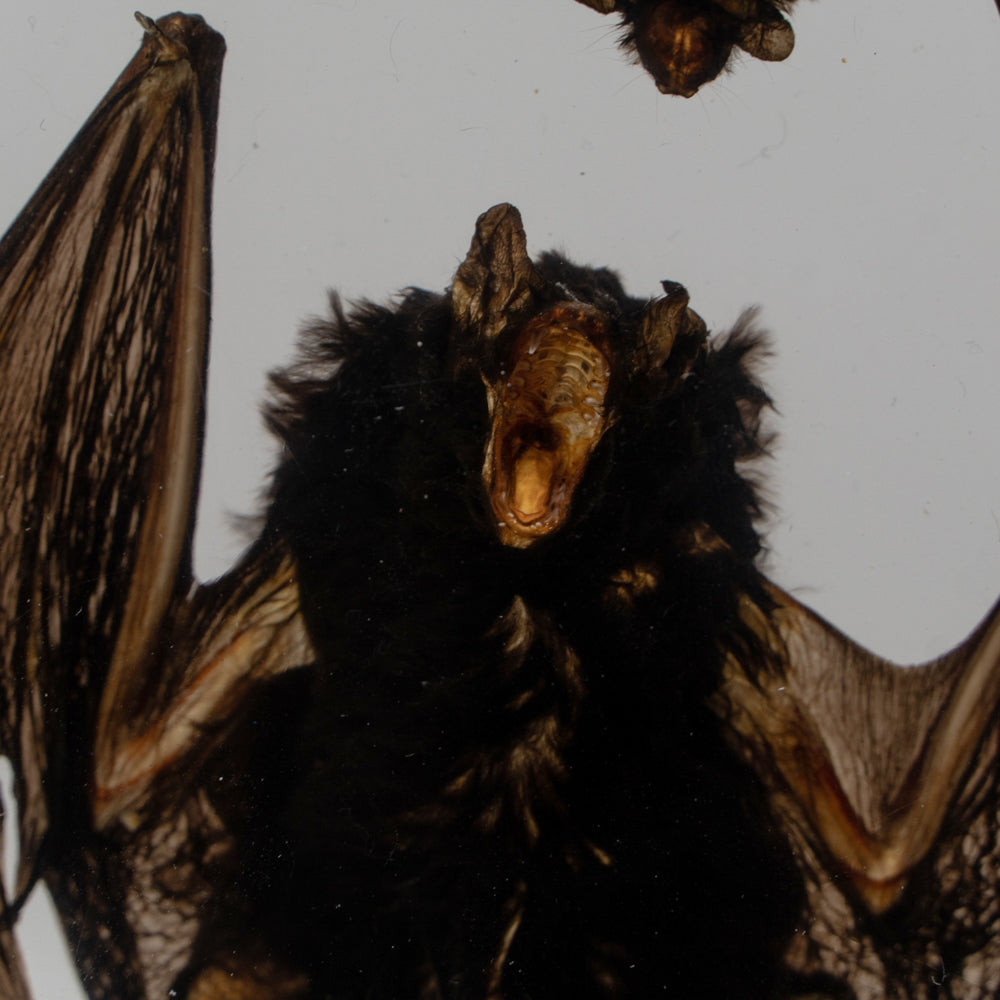 Two Brown Bats in lucite