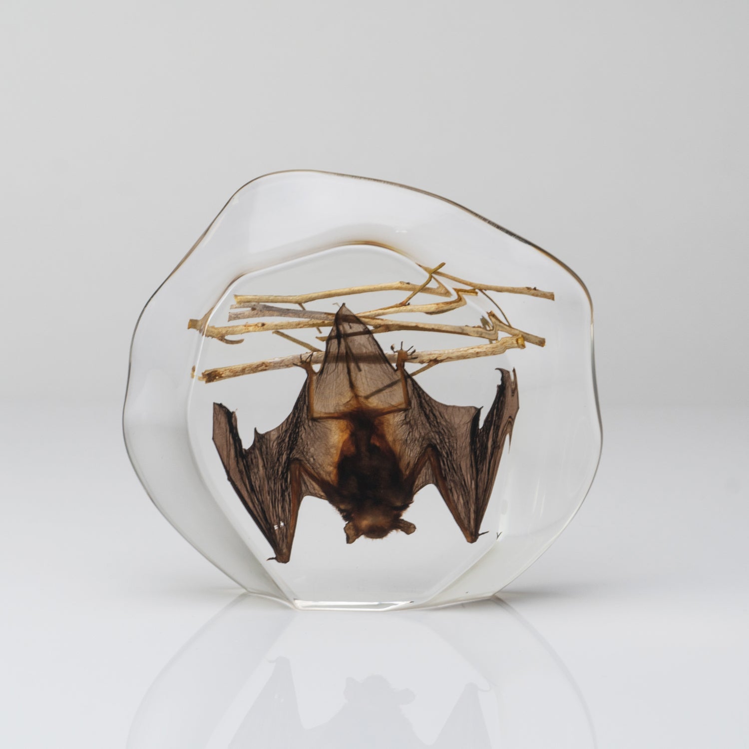 Hanging Horseshoe Bat in Lucite