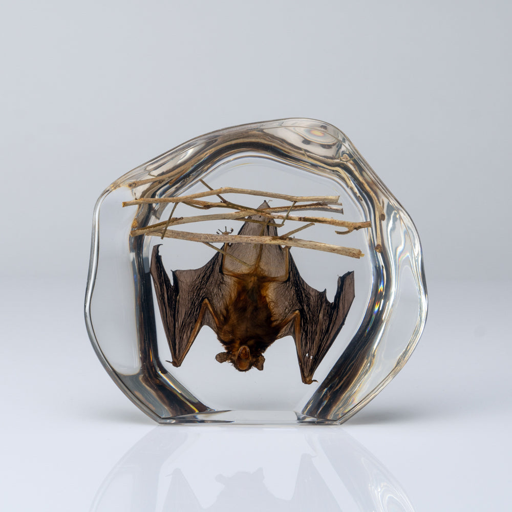 Hanging Horseshoe Bat in Lucite