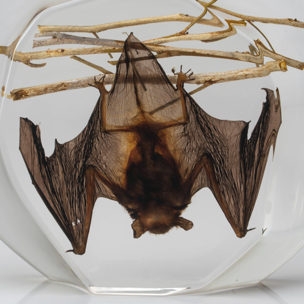 Hanging Horseshoe Bat in Lucite