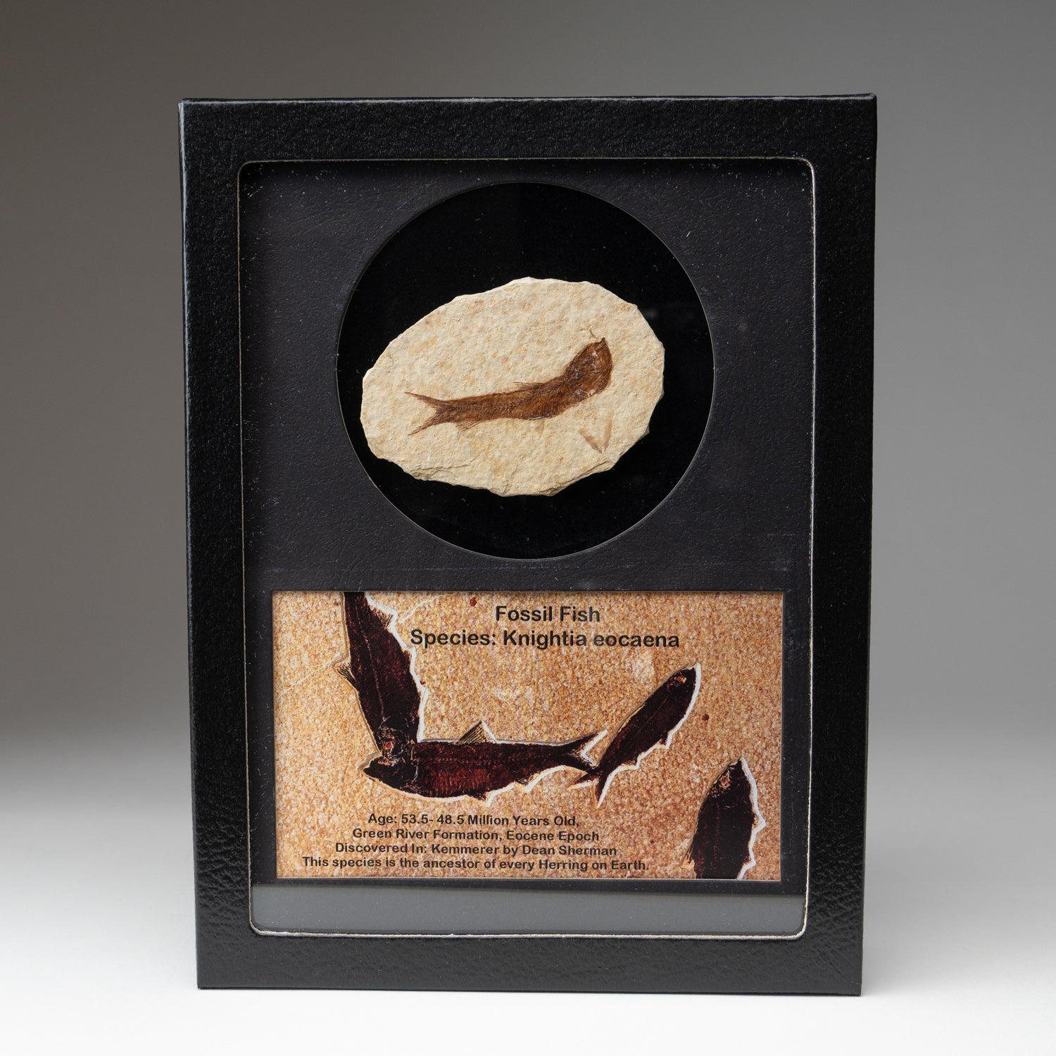 Genuine Knightia Fossil Fish in a Glass Display Box