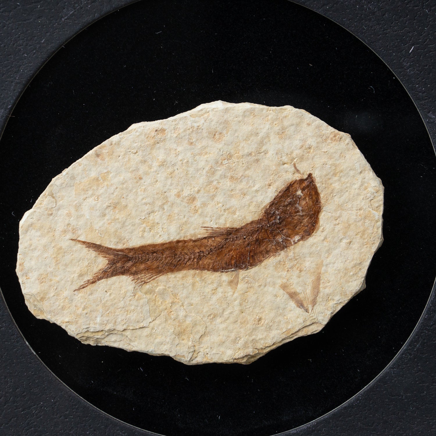 Genuine Knightia Fossil Fish in a Glass Display Box (AGG-KFF-DB)